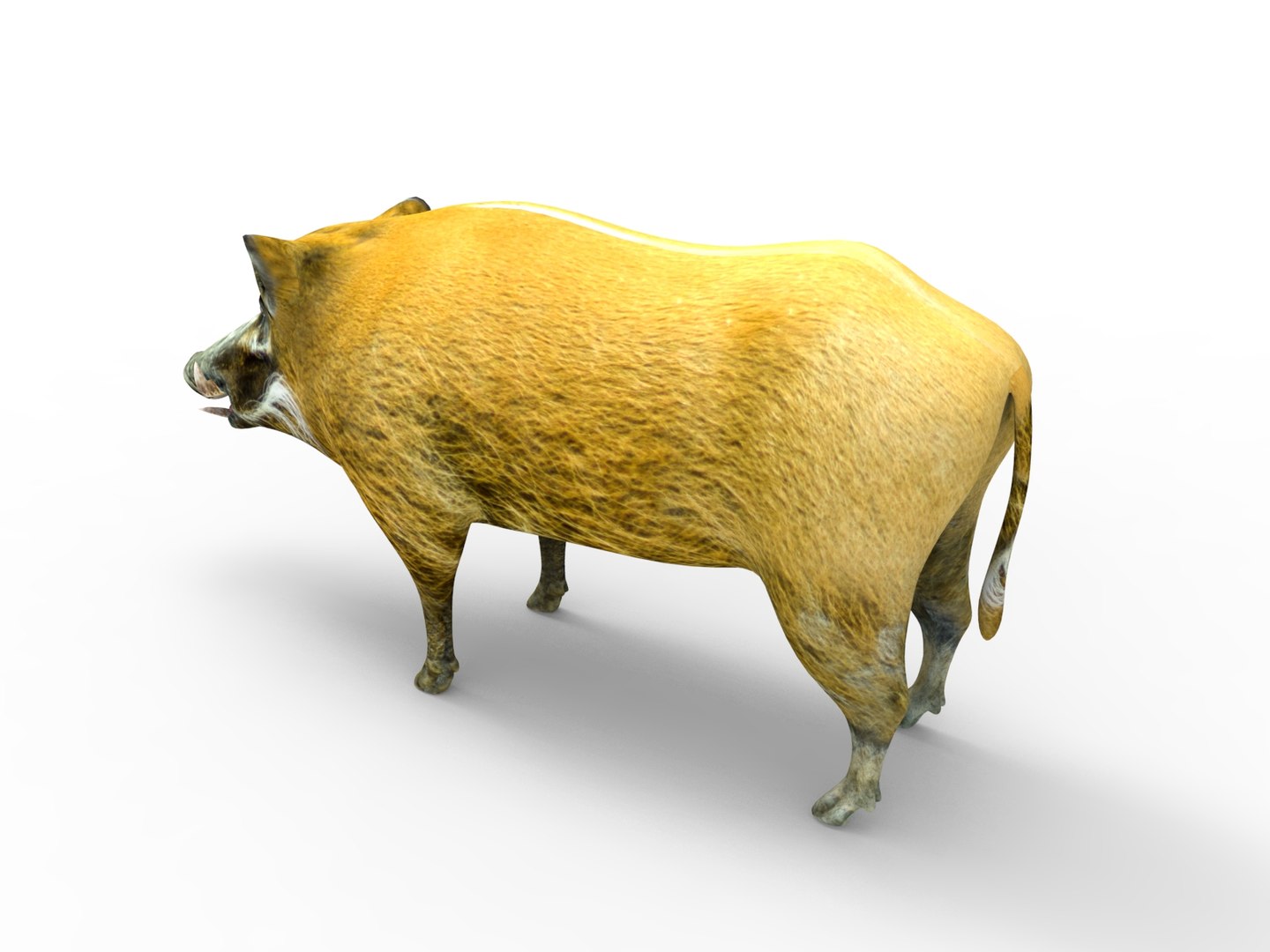 3D Wild Boar Rigged Model - TurboSquid 1242008