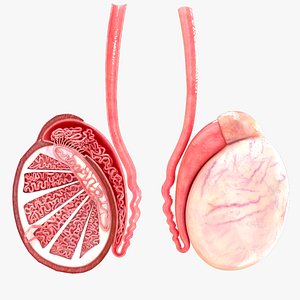 Testis cross section 3D model