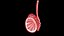 Testis cross section 3D model