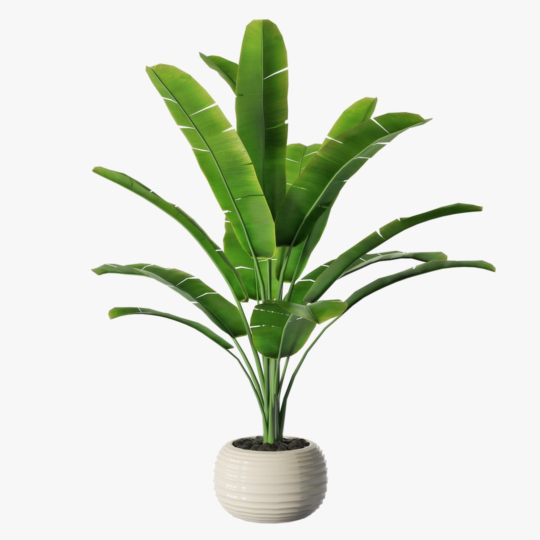 3D Banana Tree Model - TurboSquid 1233530