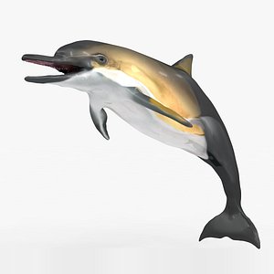 3D dolphin l928