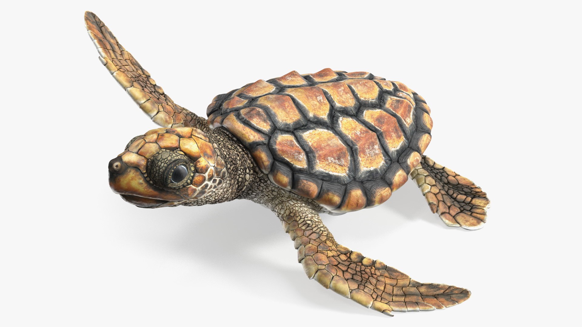 Baby Brown Sea Turtle Runs to the Sea 3D model preview