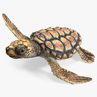 Baby Brown Sea Turtle Runs to the Sea