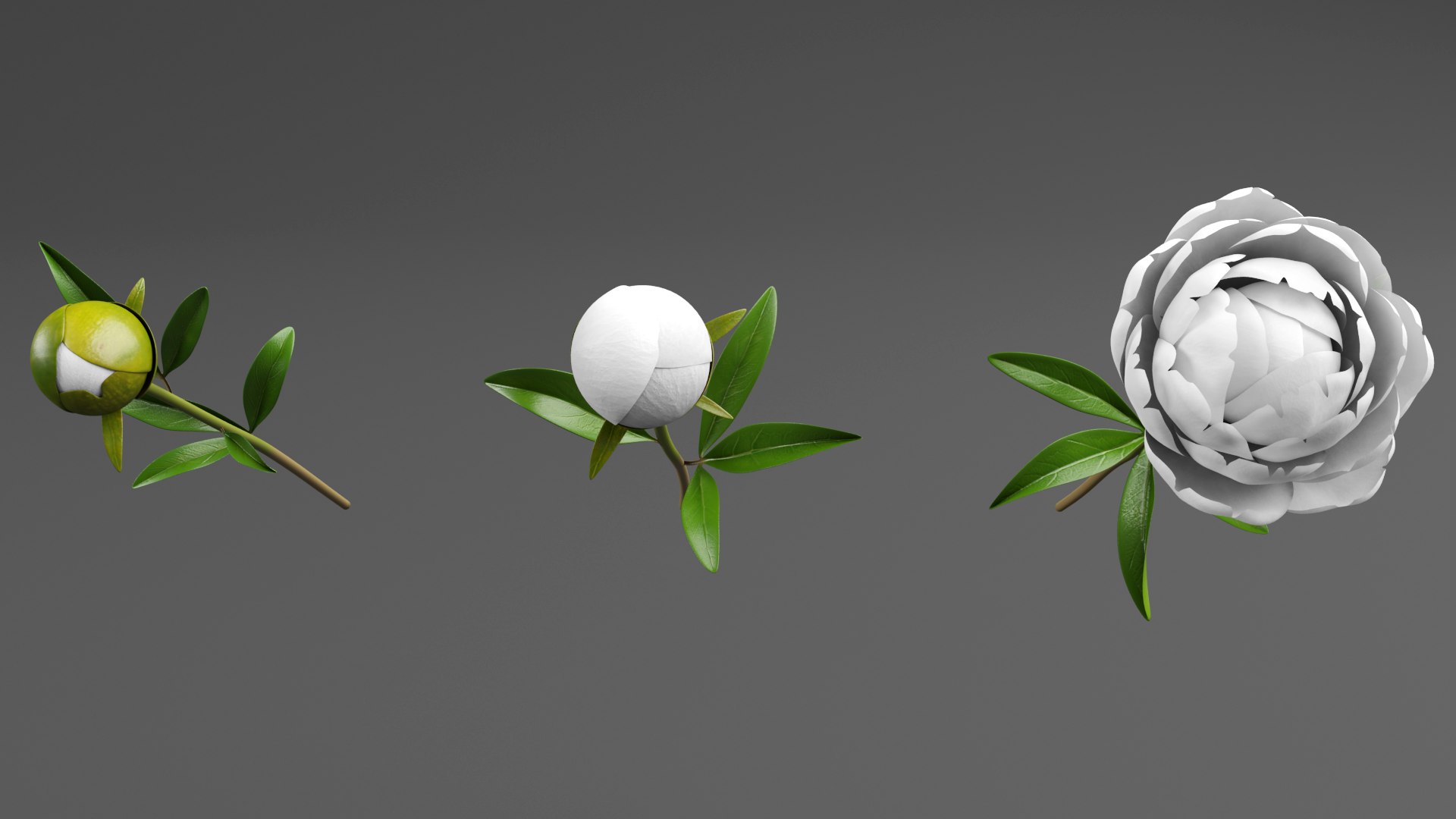White Peonies 3D https://p.turbosquid.com/ts-thumb/XJ/3FfV49/2l/w5/png/1686953578/1920x1080/fit_q87/157f19c2f20bd23bc8607121b0ff70b90e551692/w5.jpg