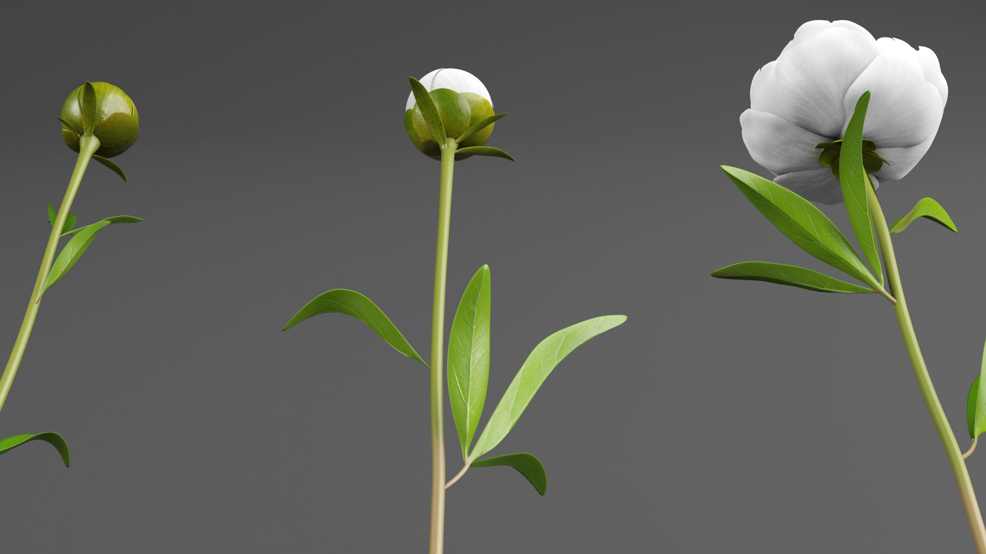 White Peonies 3D https://p.turbosquid.com/ts-thumb/XJ/3FfV49/4H/w7/png/1686953579/1920x1080/fit_q87/202945198908628ecdfe37bda77b131e10974e1f/w7.jpg