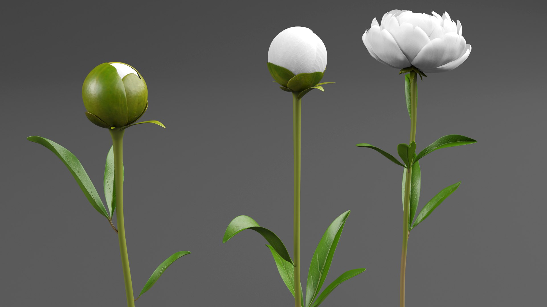 White Peonies 3D https://p.turbosquid.com/ts-thumb/XJ/3FfV49/BF/w6/png/1686953578/1920x1080/fit_q87/966cf9004b9685b666972d6297b33c174b34c341/w6.jpg