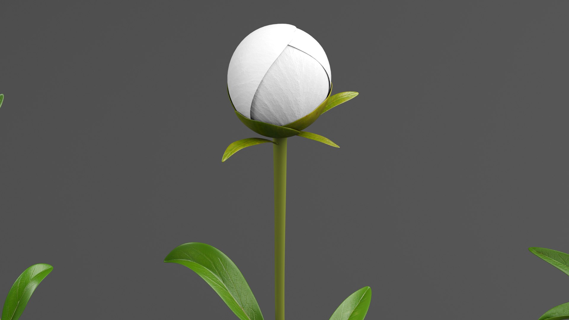 White Peonies 3D https://p.turbosquid.com/ts-thumb/XJ/3FfV49/CP/w3/png/1686953578/1920x1080/fit_q87/84512dcbfe25e24fa7133c6fc87f7678911d928f/w3.jpg