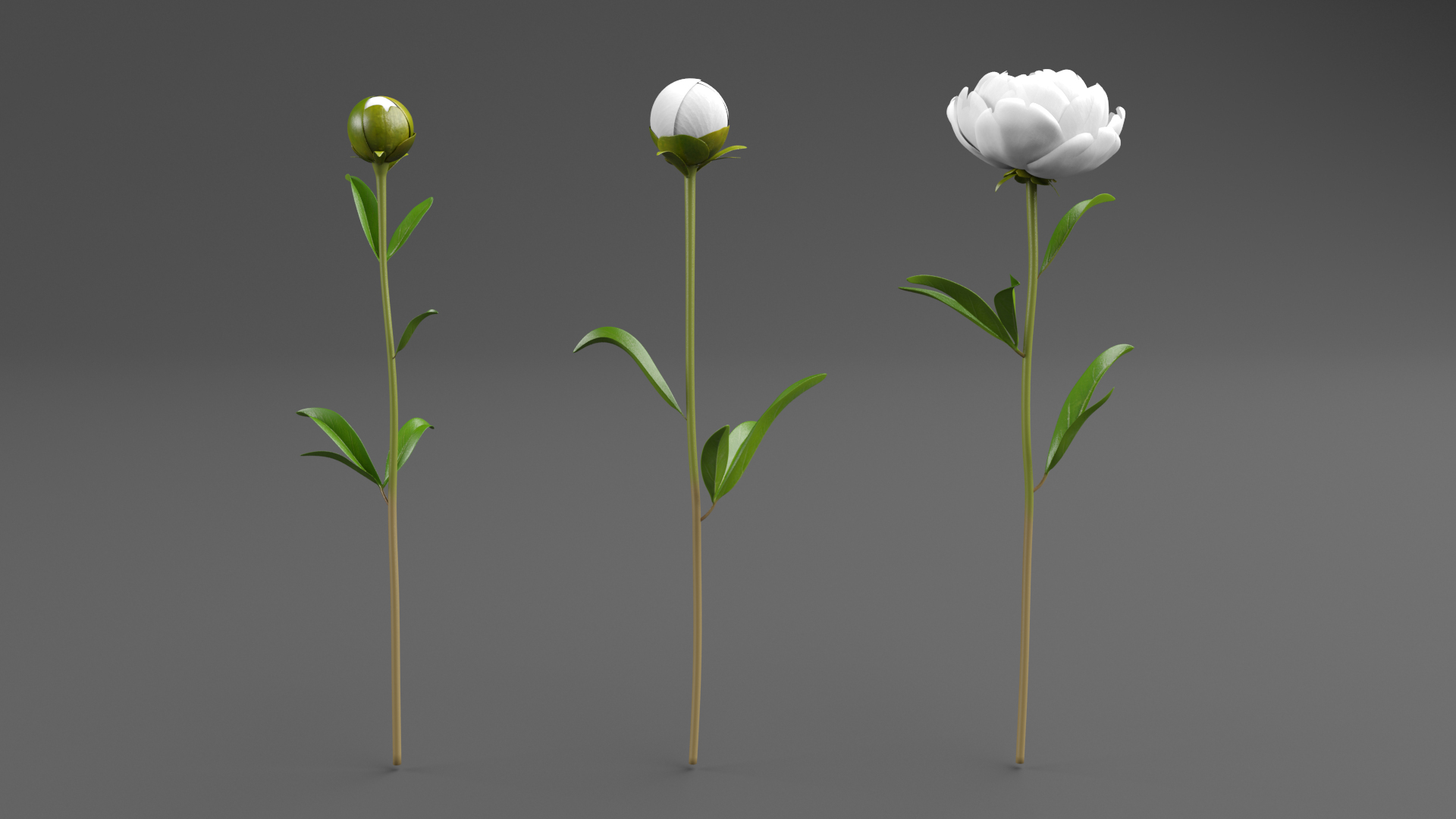 White Peonies 3D https://p.turbosquid.com/ts-thumb/XJ/3FfV49/Fm/peonyturn/png/1686953781/1920x1080/turn_fit_q99/8b71bce7faf712127dbad911a2273857ab6b7c39/peonyturn-1.jpg