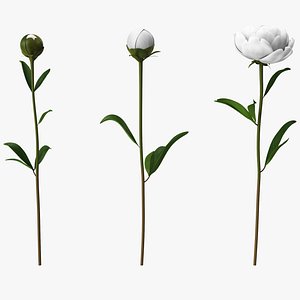 White Peonies 3D