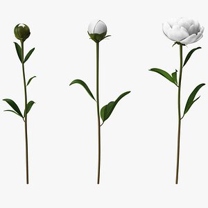 White Peonies