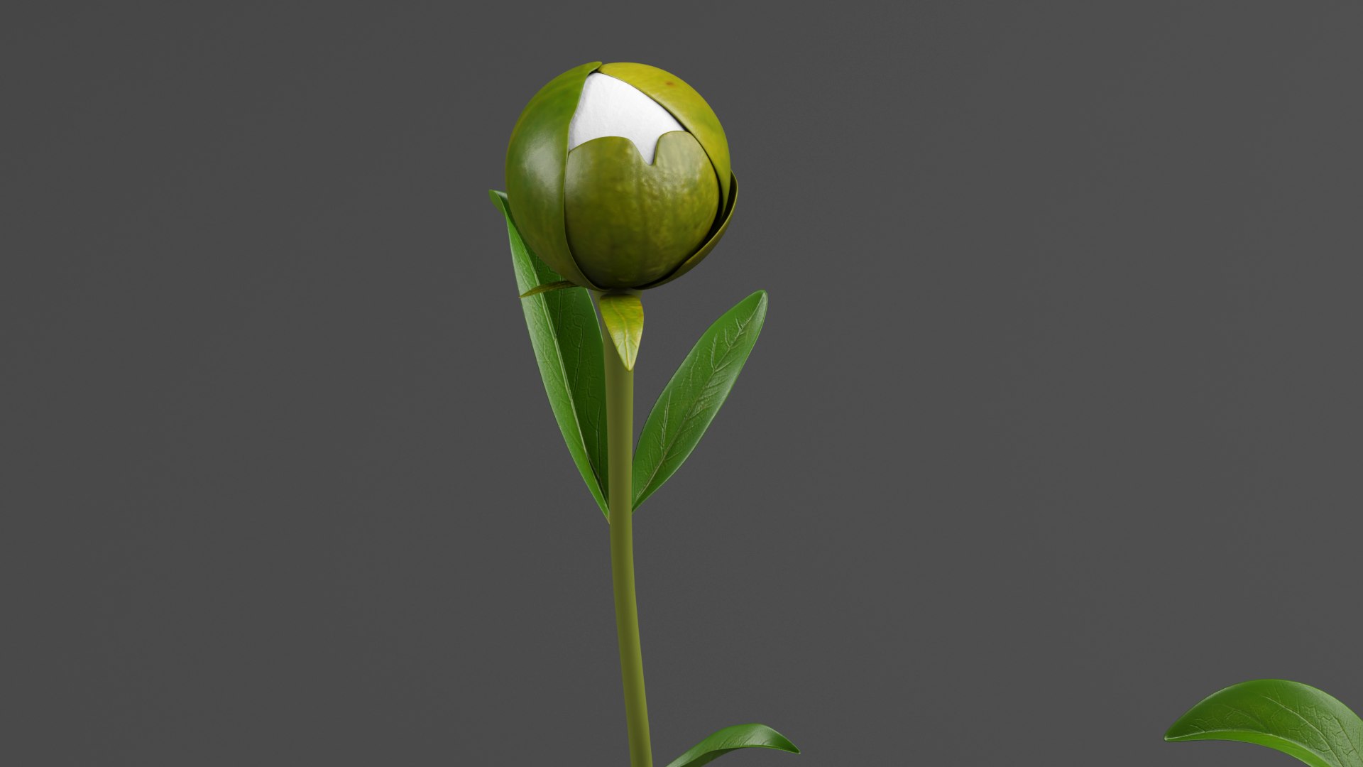 White Peonies 3D https://p.turbosquid.com/ts-thumb/XJ/3FfV49/JH/w4/png/1686953578/1920x1080/fit_q87/de39788468bd5b8ad2e75e0ed59de35630ee2262/w4.jpg