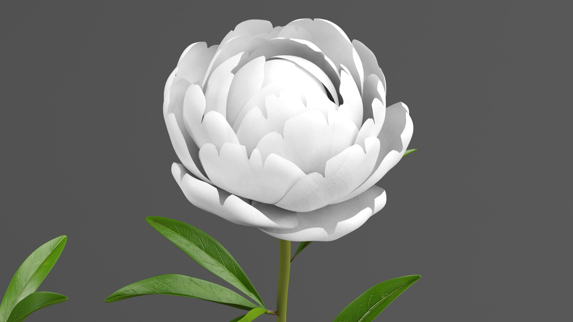 White Peonies 3D https://p.turbosquid.com/ts-thumb/XJ/3FfV49/rG/w2/png/1686953577/1920x1080/fit_q87/eeedc447ad378aa3513a005f5d0989b85bcc3f34/w2.jpg