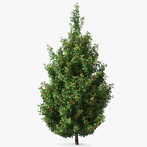 Holly Tree with Berries 3D model
