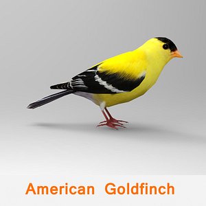 american goldfinch 3d model