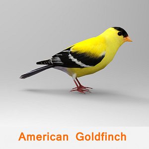 American Goldfinch