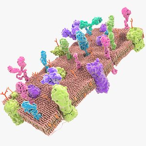 Cell Membrane 3D model