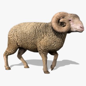 Ram Animated