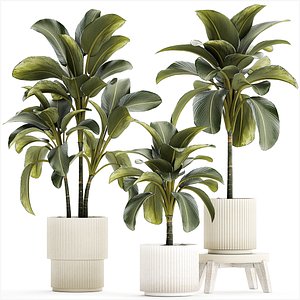 3D Beautiful plant bushes Calathea lutea in a pot 1306