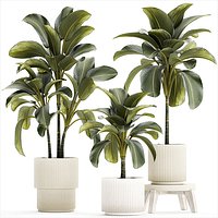 Beautiful plant bushes Calathea lutea in a pot 1306