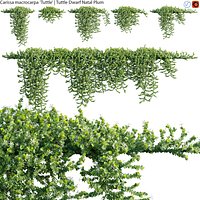 Carissa macrocarpa 02