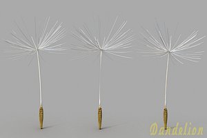 3d dandelion model