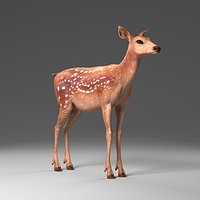Doe Deer