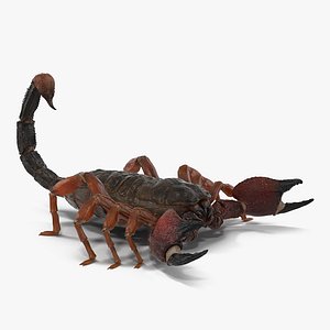 3ds scorpion