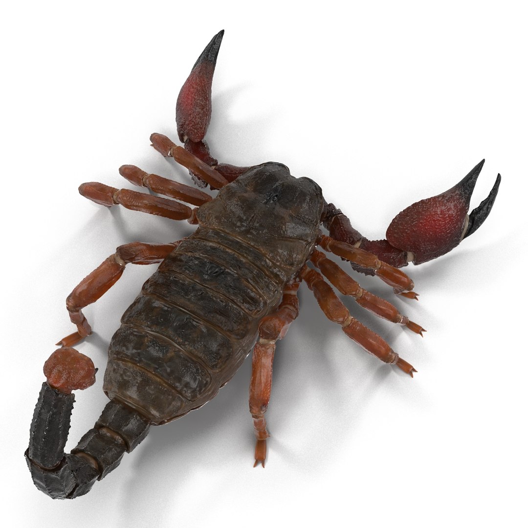 3ds scorpion https://p.turbosquid.com/ts-thumb/XJ/cjZn72/erU030bY/scorpion3dmodel10/jpg/1456911990/1920x1080/fit_q87/9b8401ce6b783c2c7f042e3e6aef4591da2dc76b/scorpion3dmodel10.jpg