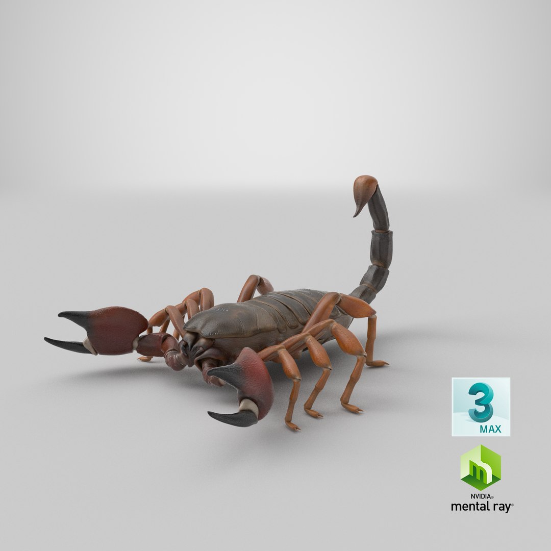 3ds scorpion https://p.turbosquid.com/ts-thumb/XJ/cjZn72/tx/stemcell_max_mental_ray_render/png/1657643306/1920x1080/fit_q87/24eba1db8583a428ca07293c5b62a6456c58e2de/stemcell_max_mental_ray_render.jpg