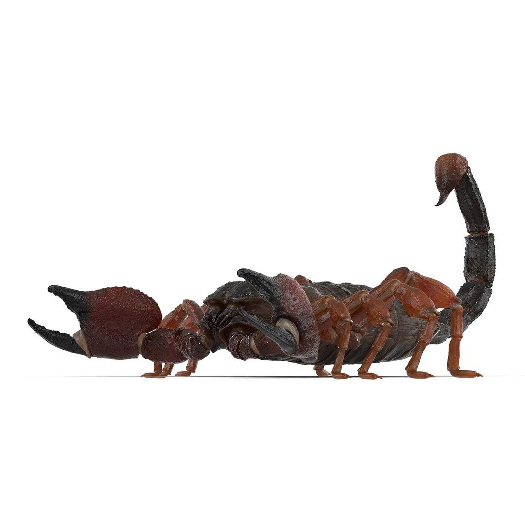 3ds scorpion https://p.turbosquid.com/ts-thumb/XJ/cjZn72/wn4zGYJd/scorpion3dmodel13/jpg/1456911990/1920x1080/fit_q87/0d883f4e6e8b19a74aed82facfca4fb320c83d30/scorpion3dmodel13.jpg