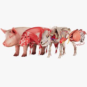 3D Pig Hyper-realistic Pig Anatomy System