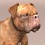 Bordeaux Dog