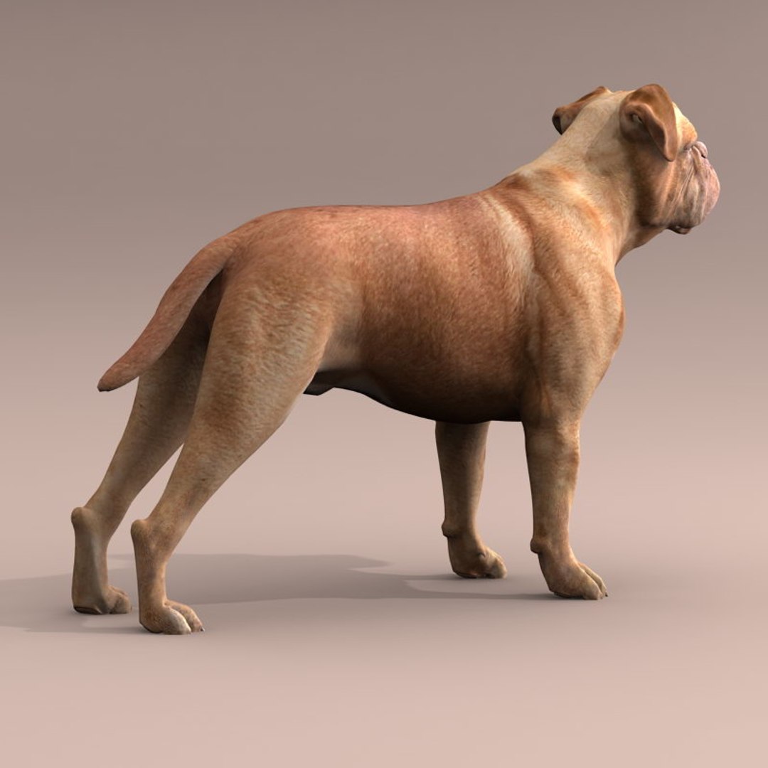 bordeaux dog 3d model https://p.turbosquid.com/ts-thumb/XJ/ojcapg/AKpQv17J/e/jpg/1335076946/1920x1080/fit_q87/06dd151e51a92c28b371fe97828fed1dc9251d72/e.jpg