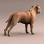 Bordeaux Dog