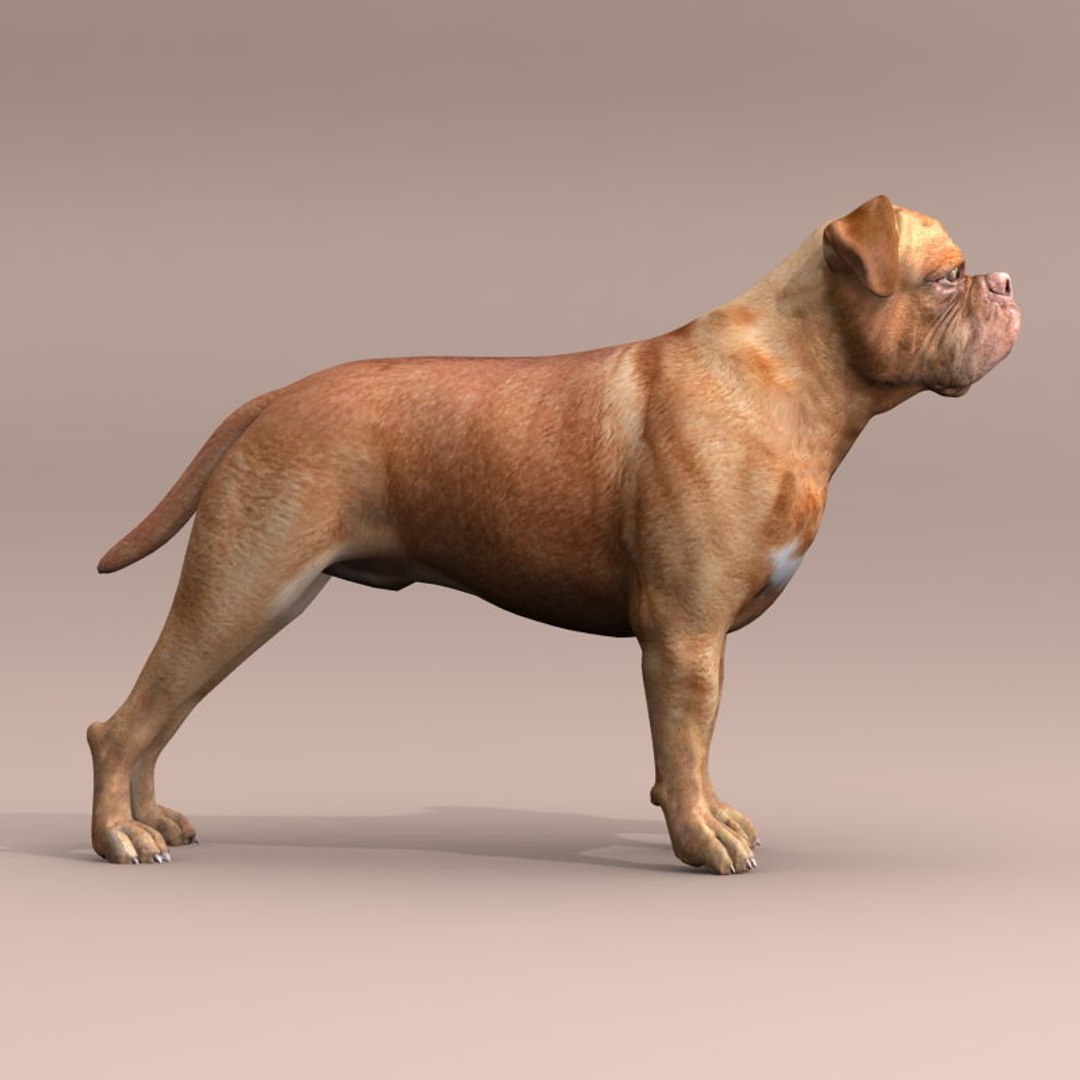 bordeaux dog 3d model https://p.turbosquid.com/ts-thumb/XJ/ojcapg/Qe1Xj2w9/d/jpg/1335076876/1920x1080/fit_q87/474623ac577fb4b74aa7f595c981fd162b84be23/d.jpg