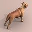 Bordeaux Dog