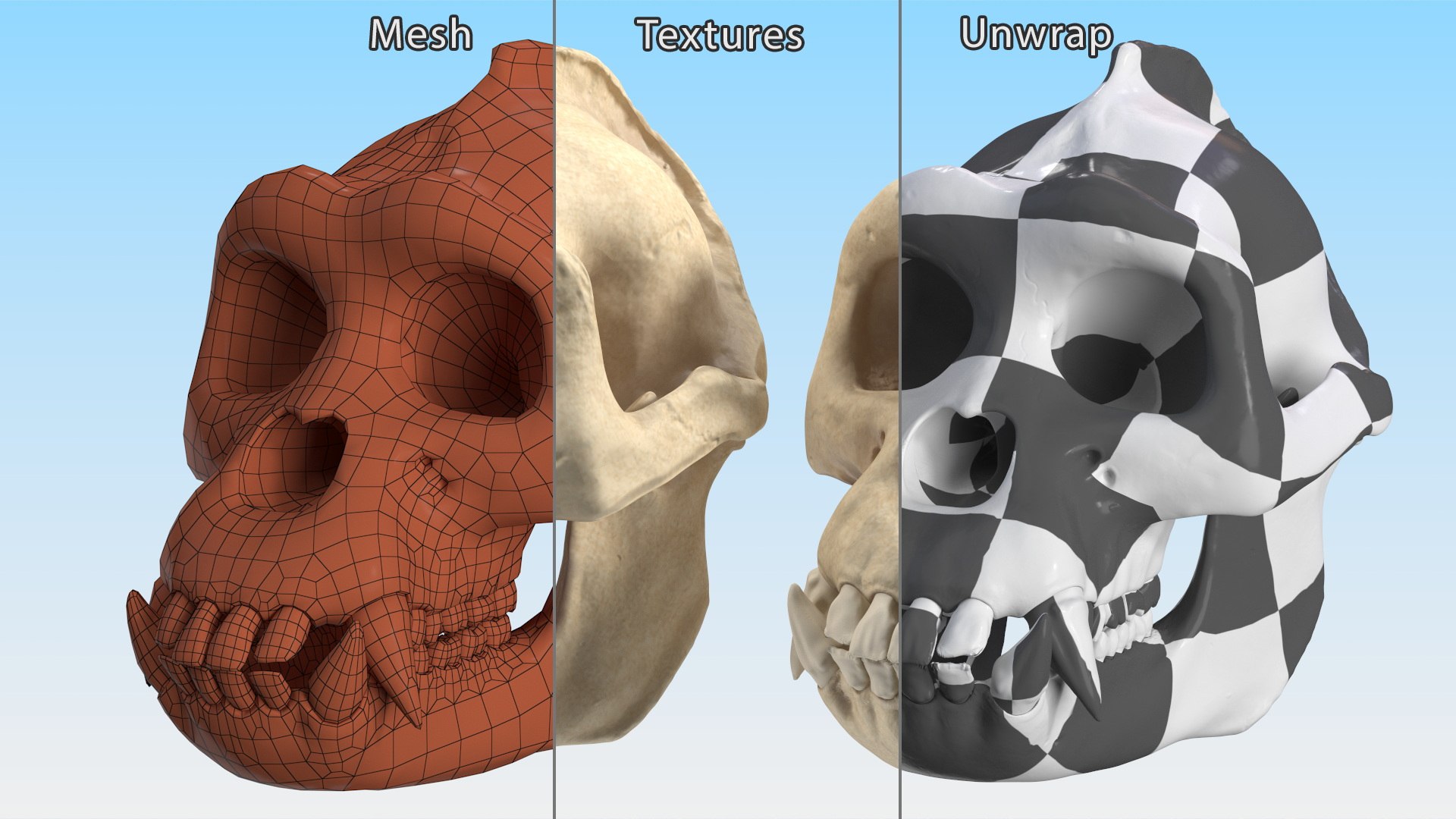 3D Gorilla Skull Model - TurboSquid 2061282