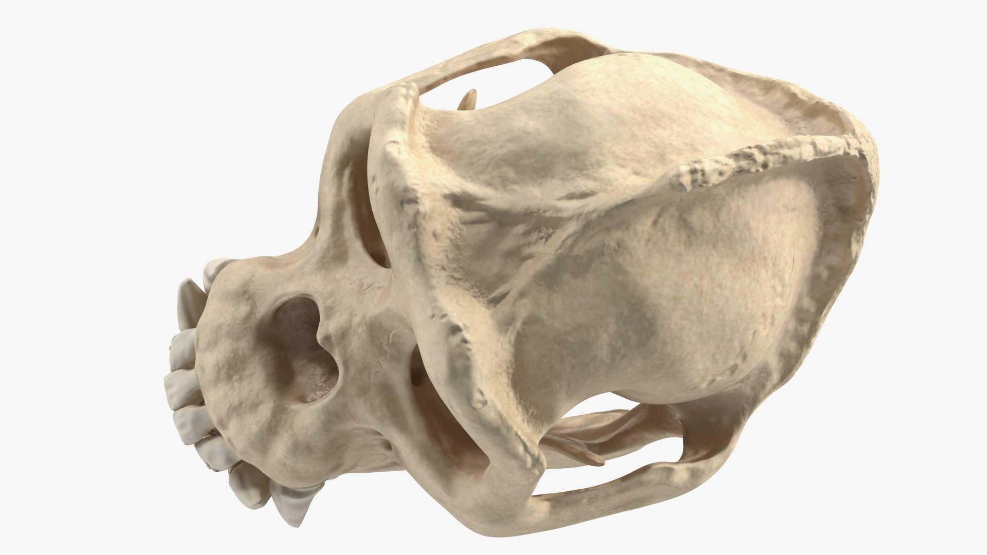 3D Gorilla Skull Model - TurboSquid 2061282