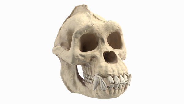 大猩猩头骨3D模型- TurboSquid 2061282