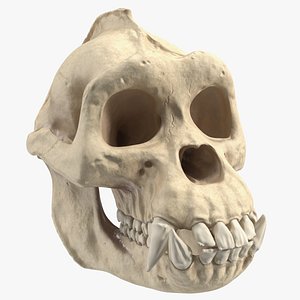 Gorilla Skull
