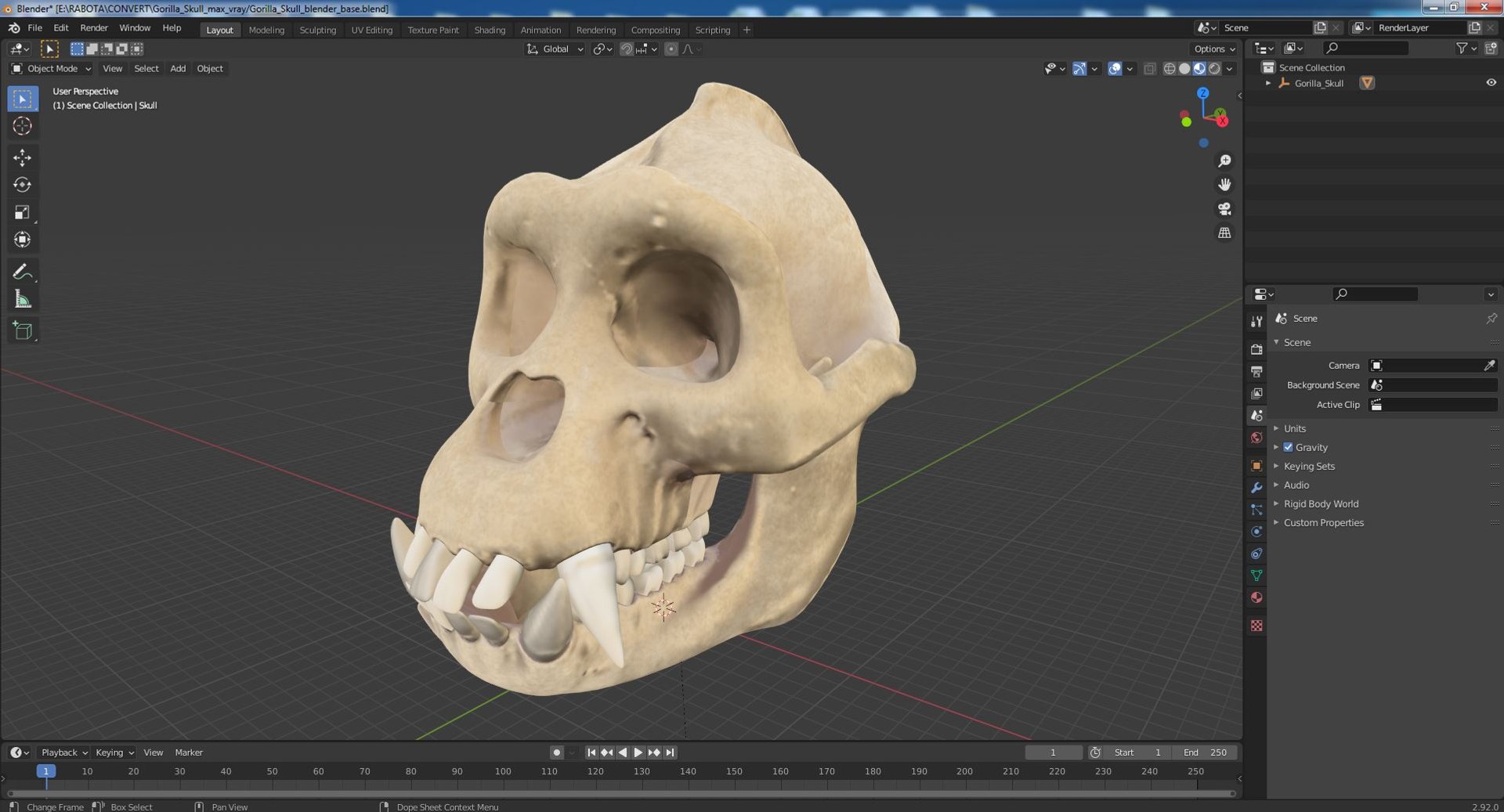 3D Gorilla Skull Model - TurboSquid 2061282