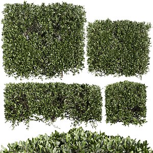 3D Collection plant vol 546 - bush - ivy - laurus - nobilis