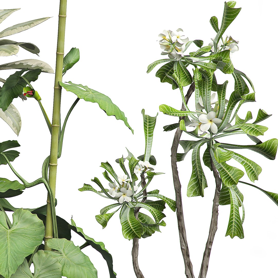 3D potted plants set 16 https://p.turbosquid.com/ts-thumb/XK/76d1Ou/N9I2TkYh/flowerpack130006/jpg/1589641453/1920x1080/fit_q87/2d6b7a8d085ec17f44311eebf74bf7f7301e5ab3/flowerpack130006.jpg