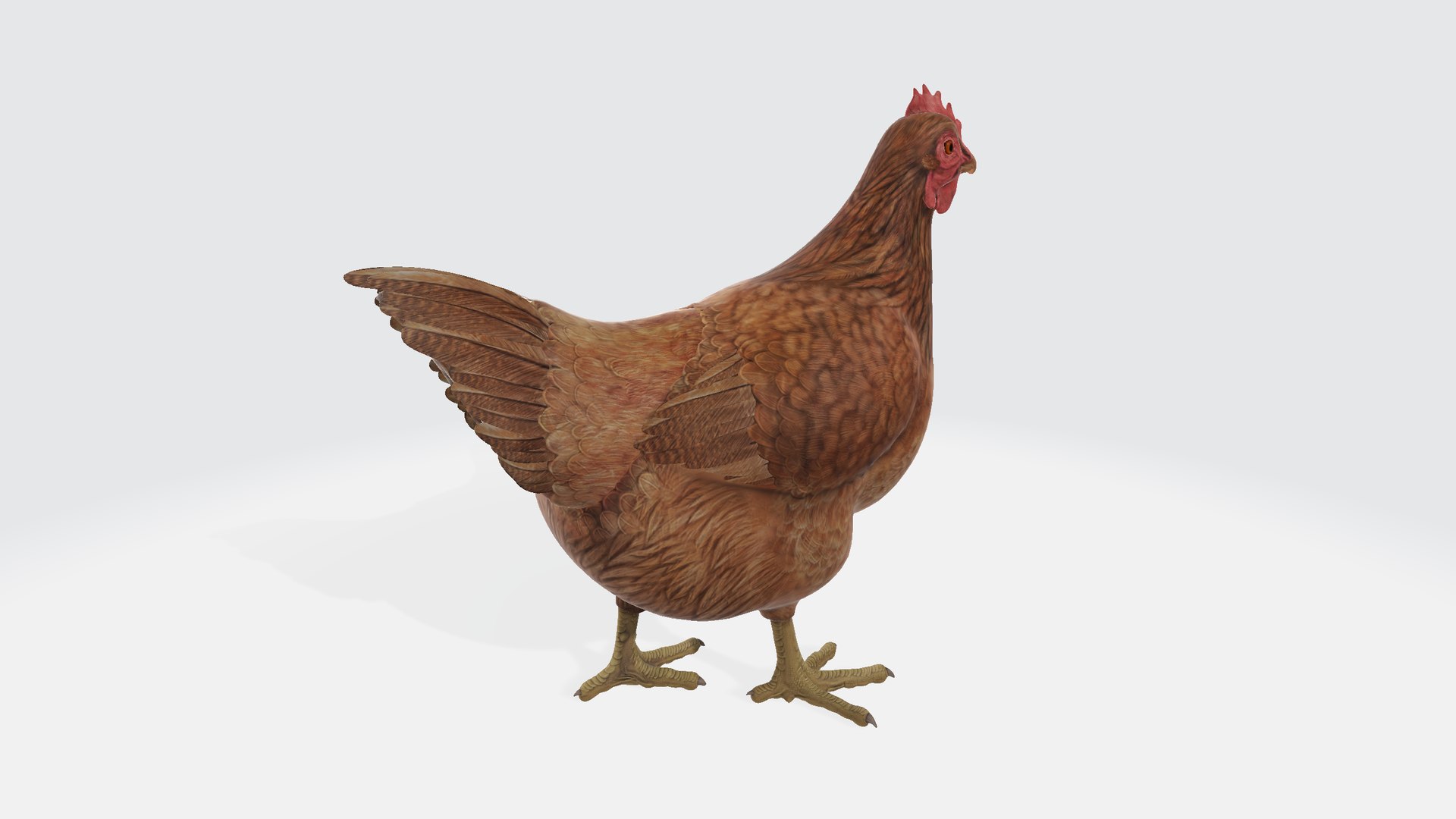 3D Chicken - TurboSquid 2305762