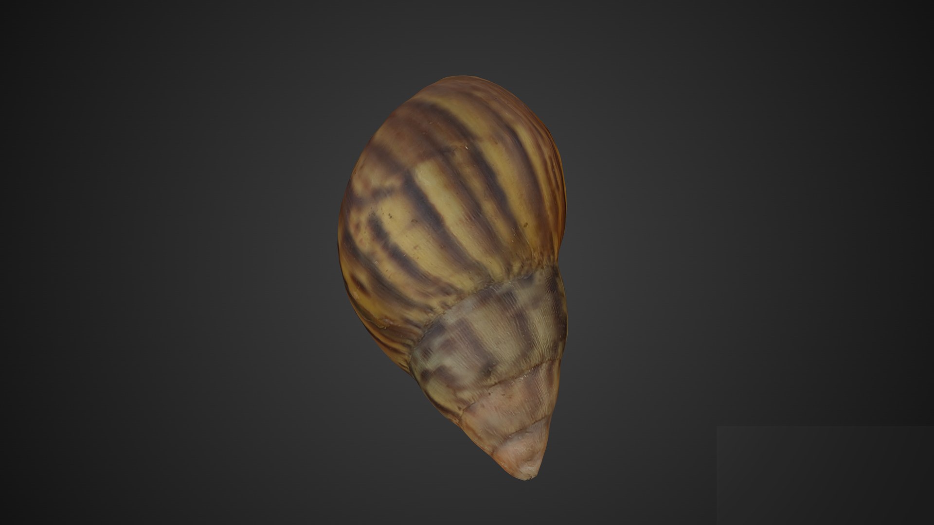 3D Shell https://p.turbosquid.com/ts-thumb/XK/GT8oUg/F1/merror2911920x108045backgroundlogo/png/1675927038/1920x1080/fit_q87/bfb2b3e5bd10f2fd9debcb1805b9d0a107bd296b/merror2911920x108045backgroundlogo.jpg