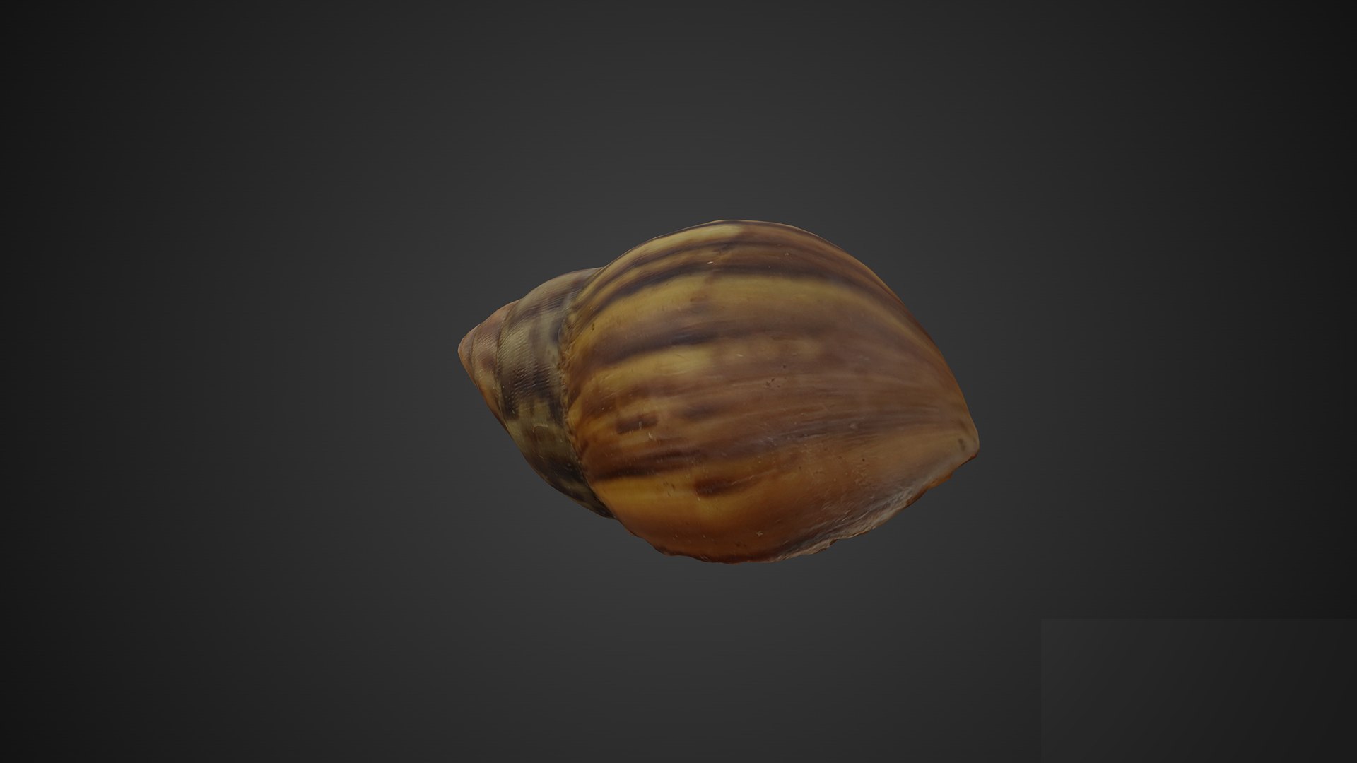 3D Shell https://p.turbosquid.com/ts-thumb/XK/GT8oUg/wY/merror2911920x1080180backgroundlogo/png/1675927041/1920x1080/fit_q87/d5c5b9a56c1eb0acbbaf08a671bb9b448eace3af/merror2911920x1080180backgroundlogo.jpg