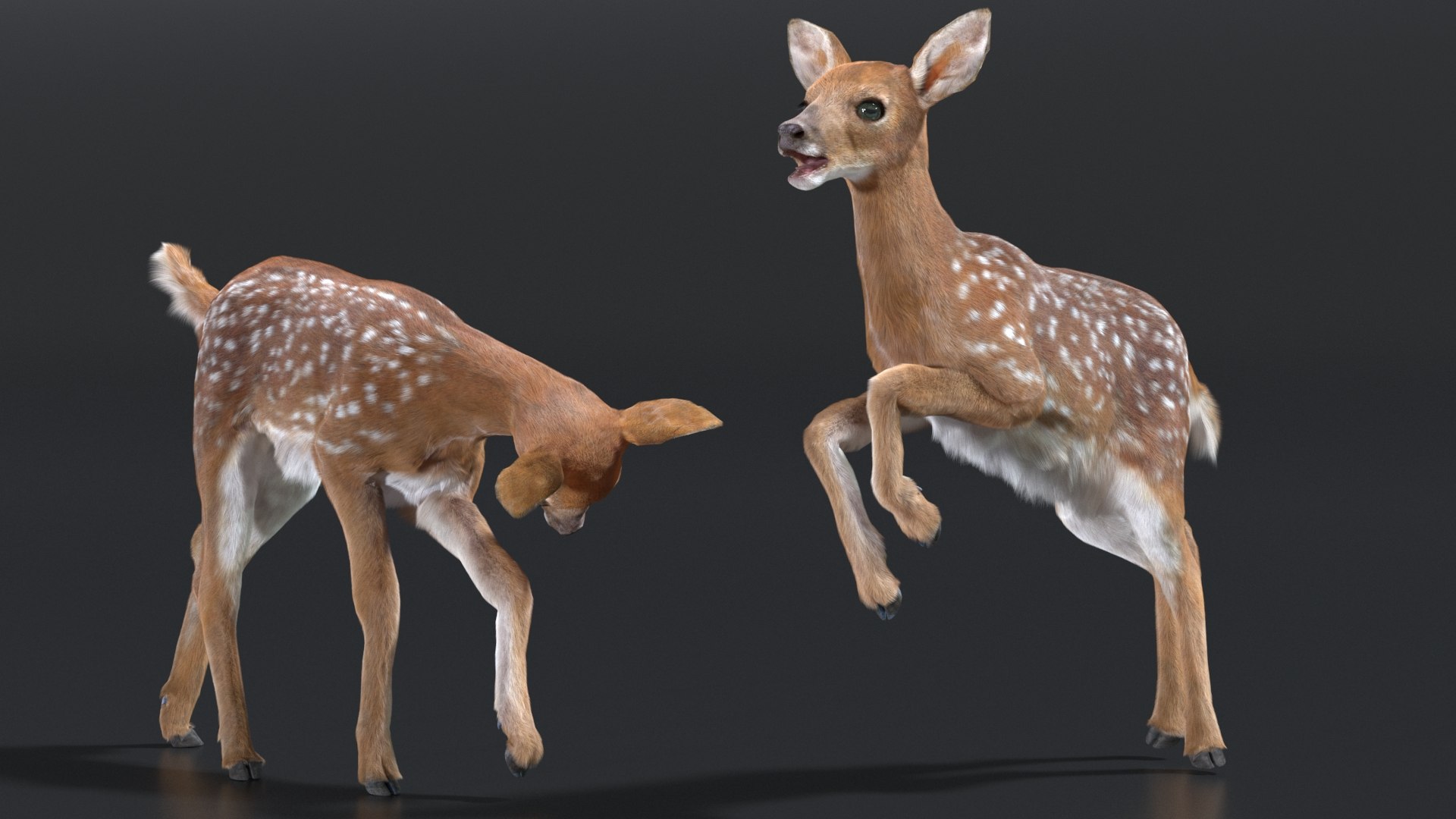 White-Tailed Fawn Deer Fur Rigged 3D model preview