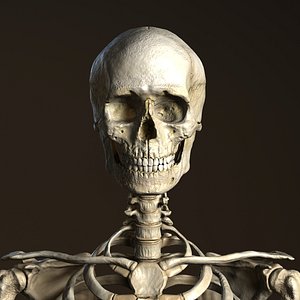 3d model male skeleton