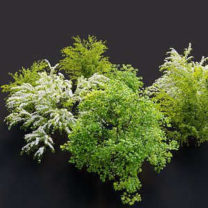 Spirea bush set 3D model