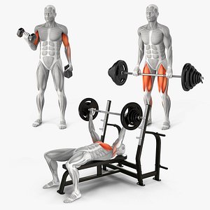 Male Muscular System Collection 2 model